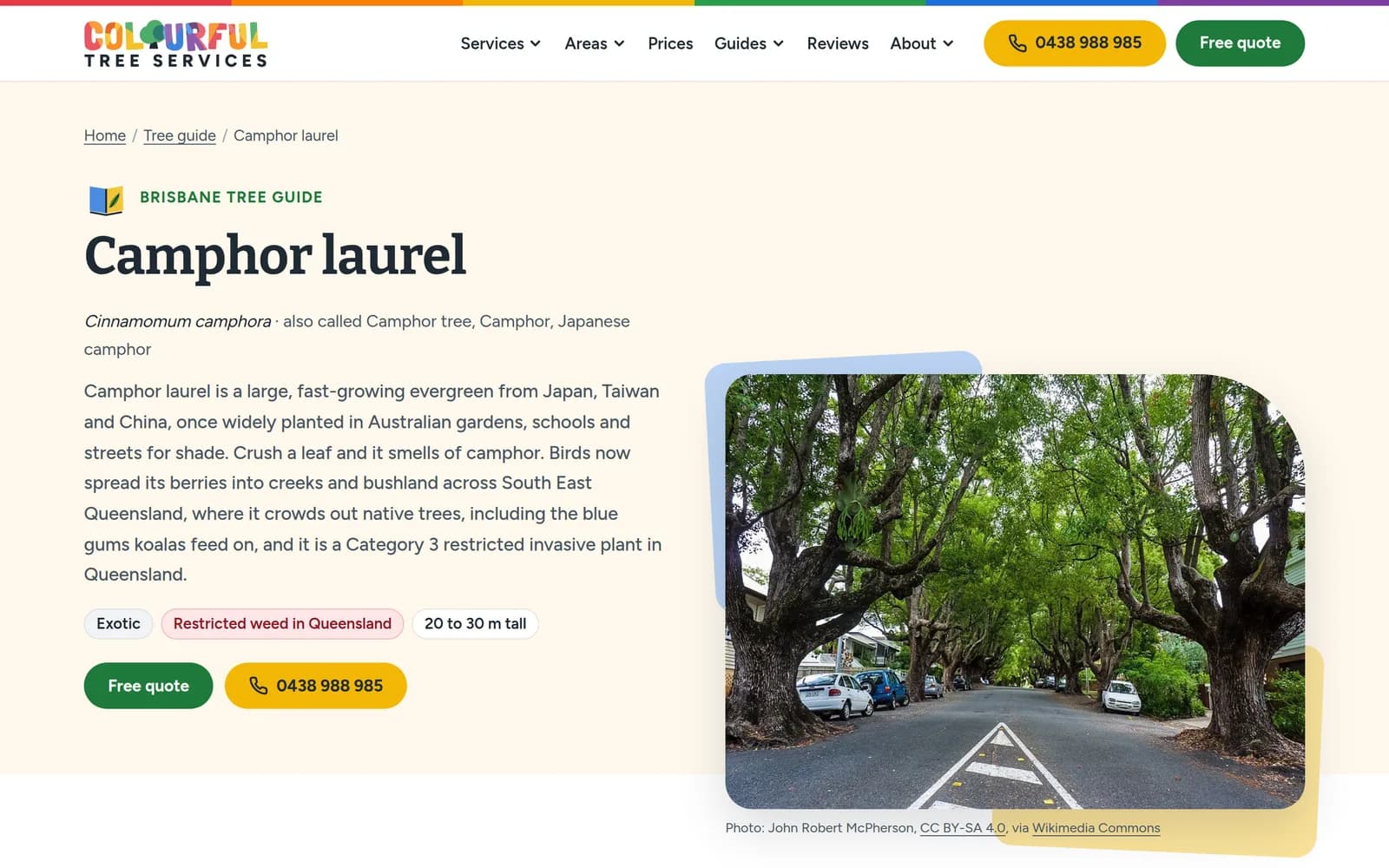 The camphor laurel entry in the Brisbane tree guide